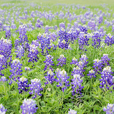 Texas Hill Country - Texas - Texas, United States - Geovea